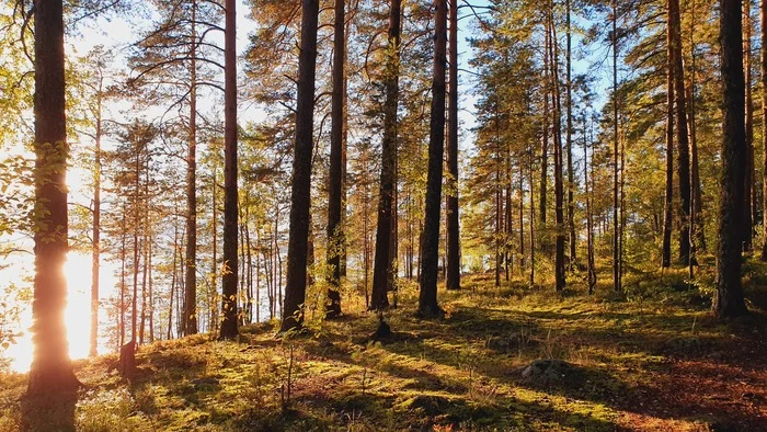 Evening - My, Sunset, Evening, Shore, Leningrad region, Lake, Backlight, Autumn, The nature of Russia, Forest, The photo, Vyborgsky District