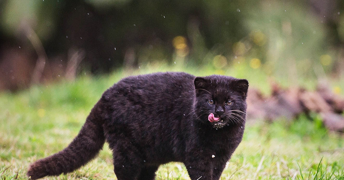 Чилийская кошка