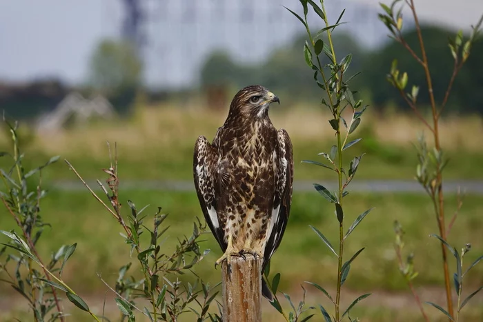 Common buzzard or buzzard - My, Netherlands (Holland), The photo, Nature, Birds, Buzzard, Ornithology