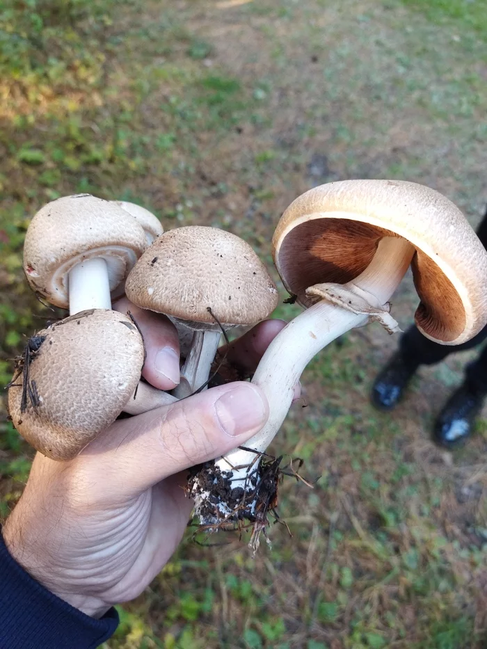 Autumn walk in the forest - Nature, Longpost, Walk in the woods, beauty of nature, Mushrooms, My