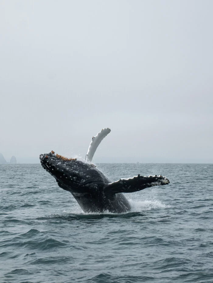 Humpback whale - My, The photo, Kamchatka, Whale