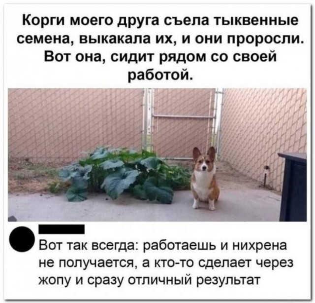 Through one place - All in one place, Work, Seeds, Corgi, Repeat, Picture with text, Dog