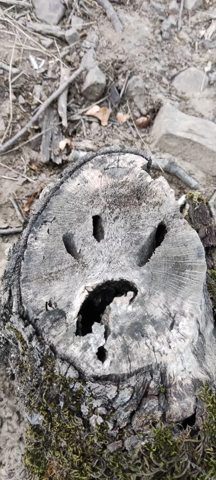 Disgruntled stump - My, Mobile photography, Tree, Longpost