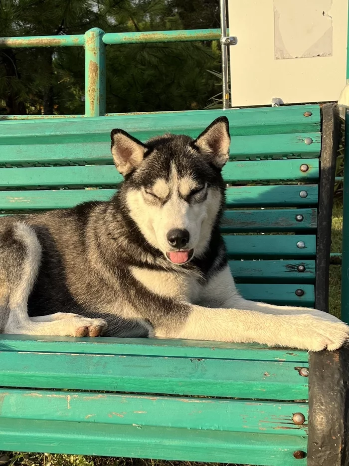 When life is beautiful - My, The photo, Dog, Husky