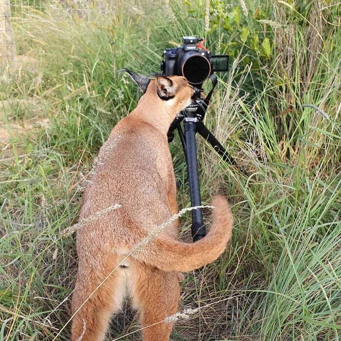 Caracal trying to take a selfie - Caracal, Small cats, Cat family, Mammals, Animals, Wild animals, wildlife, Nature, South Africa, The photo, Camera, Predatory animals