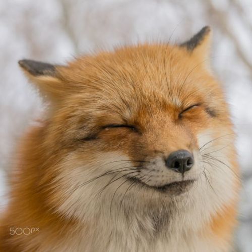 All sorts of foxes - Fox, Chernoburka, Korsak, Fenech, Animals, Longpost