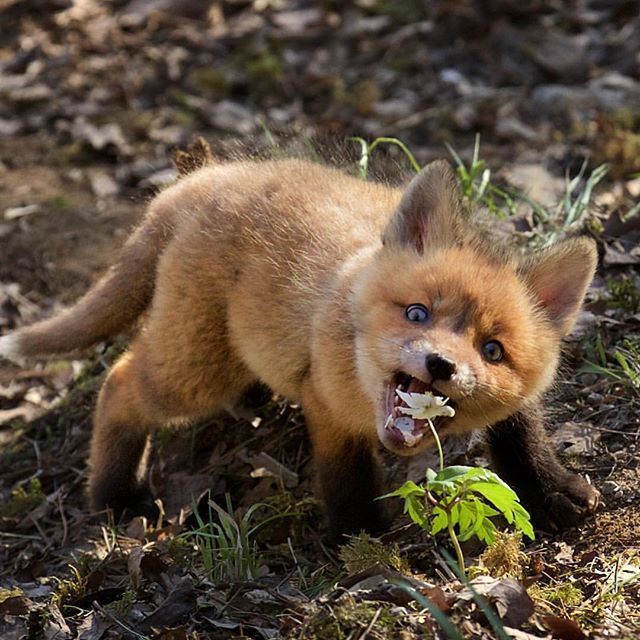 All sorts of foxes - Fox, Chernoburka, Korsak, Fenech, Animals, Longpost