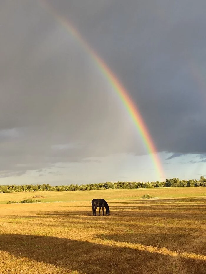 Rainbow over Borodino - My, Borodino, Rainbow, Field, Horses