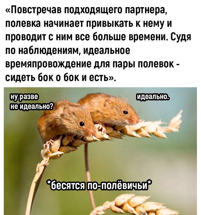 Кто то в душе полёвка