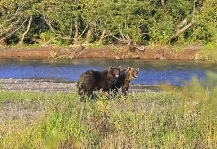 On the Khakytsin River near the Kuril Lake managed to film a real bear Love STORY - Crossposting, Pikabu publish bot, Longpost, The Bears, Wild animals, Kuril lake