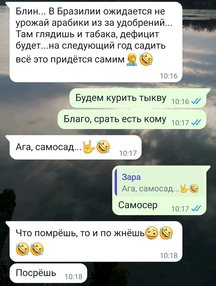 Ответ на пост «Огородное.» - Моё, Корги, Собака, Огород, Юмор, Животные, Ifunny, Ответ на пост, Переписка, Скриншот