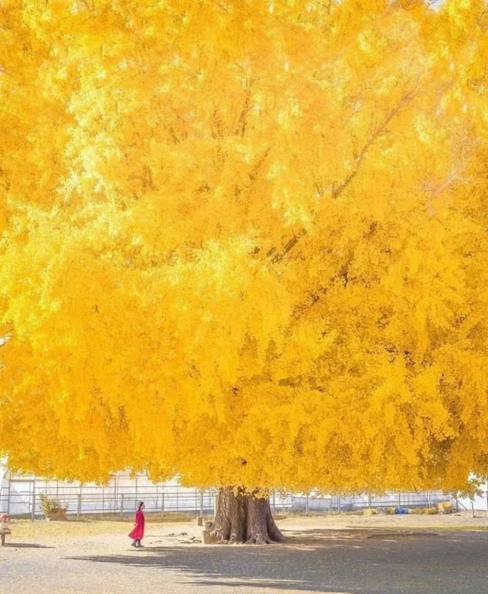Survived the bombing of Hiroshima. Some interesting facts about the relict ginkgo tree - Ginkgo, Tree, Relict plants, Japan, Yandex Zen, Longpost