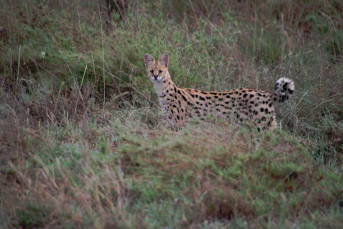 watch out - My, Serval, Africa, Tanzania, Serengeti, Wild animals, Predatory animals, Small cats, National park, Cat family