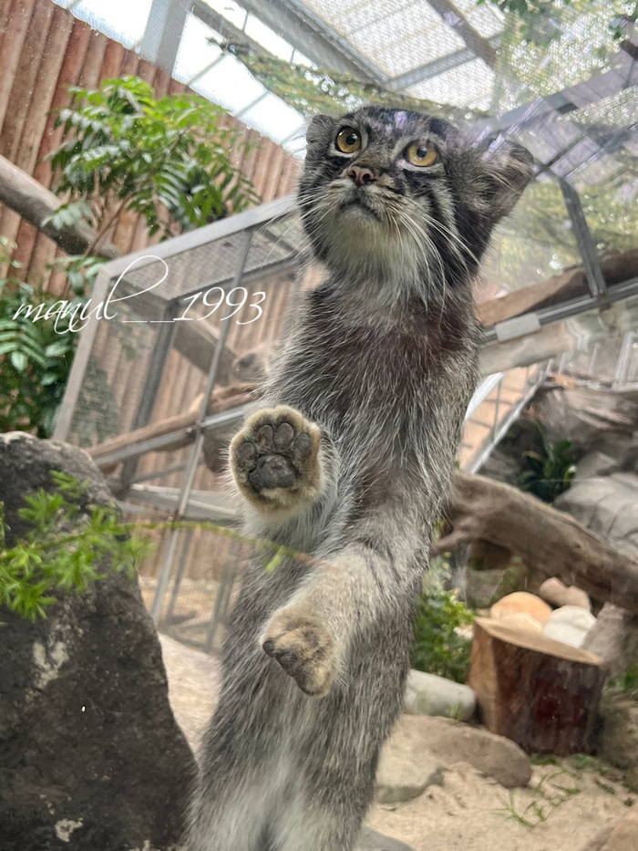 Срочно накормить! | Пикабу