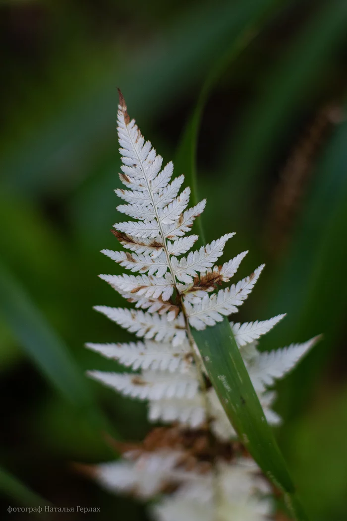 Photo walk through the autumn Arboretum of Barnaul - My, The photo, Photographer, Macro photography, Nikon, Nature, Autumn, Barnaul, Longpost, beauty