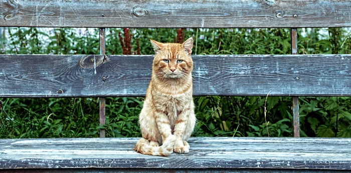 Bench - My, The photo, Street photography, cat, Benches, City walk, Redheads