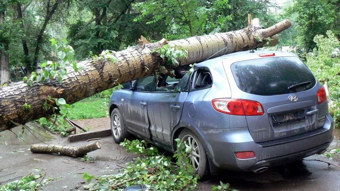 IF A TREE FALLS ON THE CAR - My, Auto, Road accident, Pit, Luke, Potholes, Crash, Damage, Compensation for damage