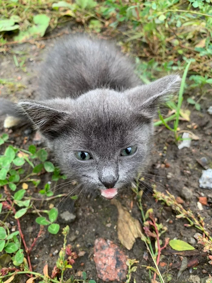 Котята ищут дом СПб - Моё, Кот, Котята, В добрые руки, Санкт-Петербург, Бездомные животные, Приют для животных, Всеволожск, Спасение животных, Малые кошки, Длиннопост, Помощь животным