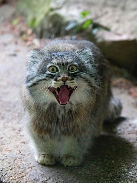 Manul types - Pallas' cat, Pet the cat, Milota, Fluffy, Types, Longpost