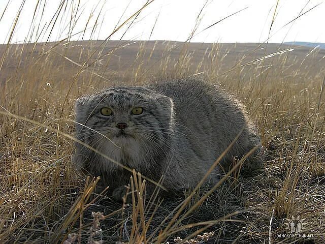 Manul types - Pallas' cat, Pet the cat, Milota, Fluffy, Types, Longpost