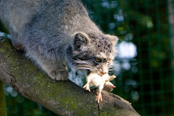 Mining - Pallas' cat, Milota, Pet the cat, Cat family, Small cats