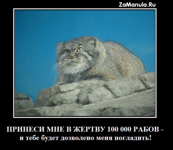 harsh - Cat family, Pallas' cat, Pet the cat, Small cats, Fluffy, Demotivator, Predatory animals