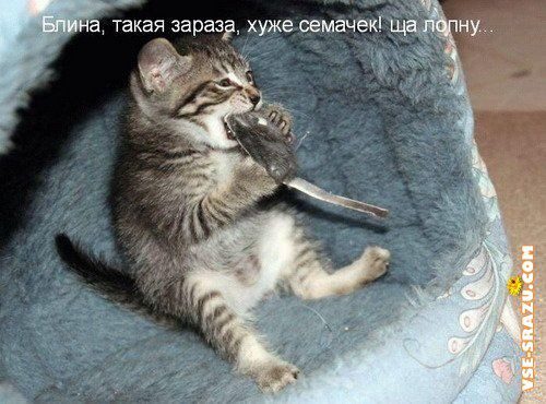 Kitten and mouse - cat, Mouse, Humor, Picture with text