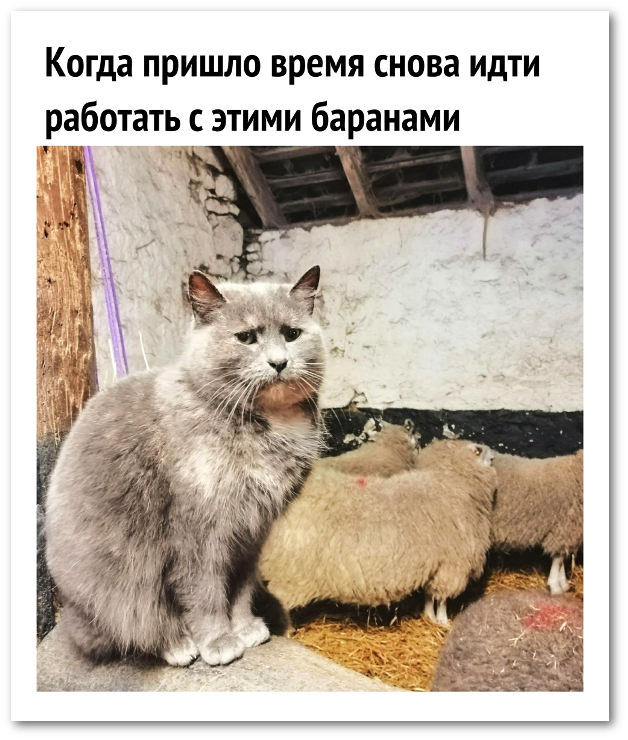 farmer cat - cat, Rams, Farm, Farmer, Picture with text