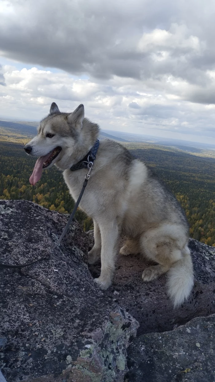 Even the dog climbed the mountain - My, Tourism, Autumn, Dog