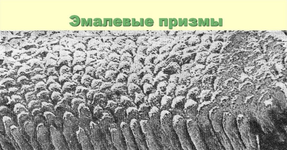 Зуб под микроскопом. Эмалевые Призмы зуба гистология. Строение эмали зуба гистология. Строение эмали зуба эмалевая Призма. Строение эмалевой Призмы гистология.