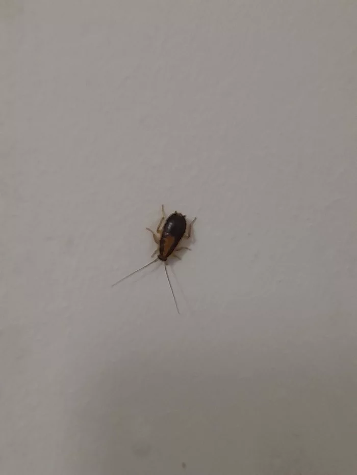 Help identifying an insect - My, No rating, Insects, Help, Longpost