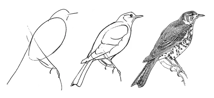 How to draw a thrush - How to draw an owl, Painting, Birds, Thrush