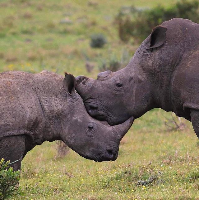 mother with son - Rhinoceros, Endangered species, Odd-toed ungulates, Animals, Wild animals, wildlife, Nature, South Africa, The photo, Young, Mammals