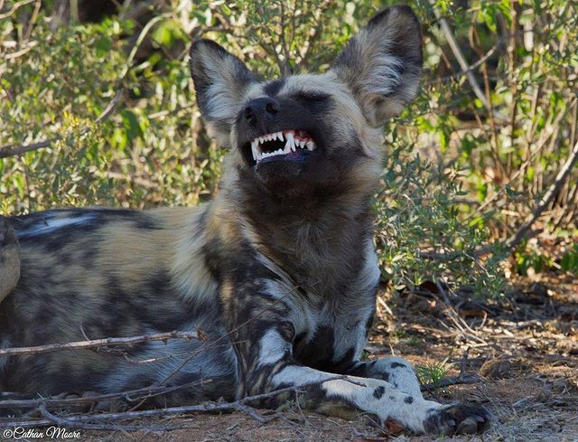 ��� ��������-�����