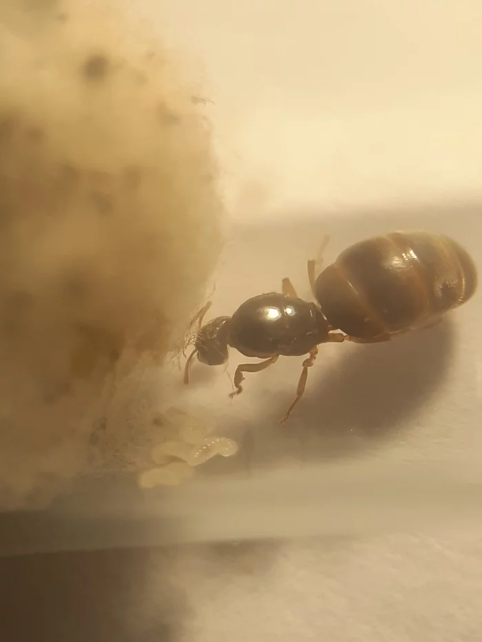 Lasius flavus uterus - My, Ants, Myrmecology, Flavus, Longpost