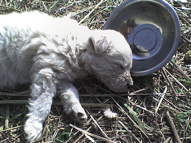 Ретро фотка усталого