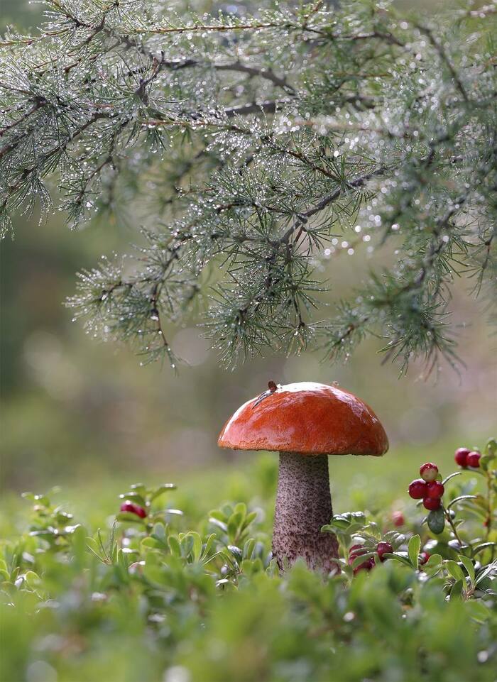 Pretty boy - Crossposting, Pikabu publish bot, Mushrooms, The photo, Nature