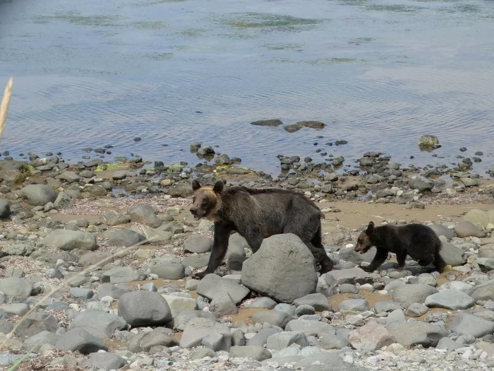 You lie - you will not eat! (About a bear, pink salmon and a poor eagle) - My, Reserves and sanctuaries, Kunashir, South Kurils, Brown bears, Teddy bears, Erne, A fish, Longpost, The Bears