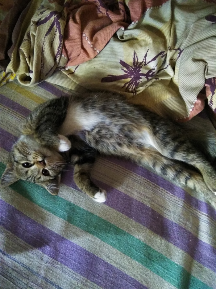 Кошка султана. Котик в кровати. Кот домашний на кровати. Котик дома на кровати. Кот в домашней обстановке.
