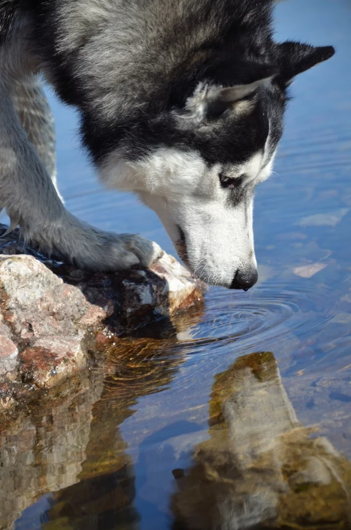 Thunder in reflection - My, The photo, Siberia, Mood, Dog, Walk, Water, Reflection, Portrait, Siberian Husky