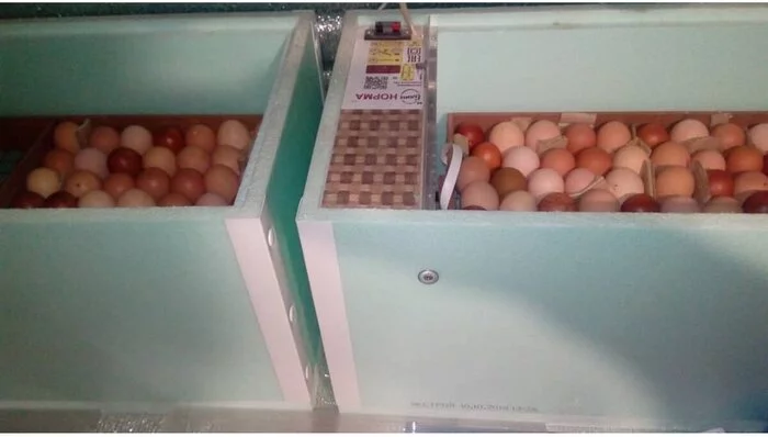 Our experience of hatching chicks in an incubator - My, Village, Hen, Incubator, Longpost