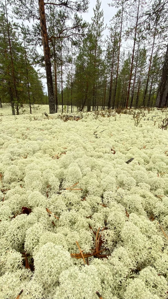 Reindeer moss - Komi, Reindeer moss, The nature of Russia, beauty of nature, The photo, Forest, Travel across Russia, Nature