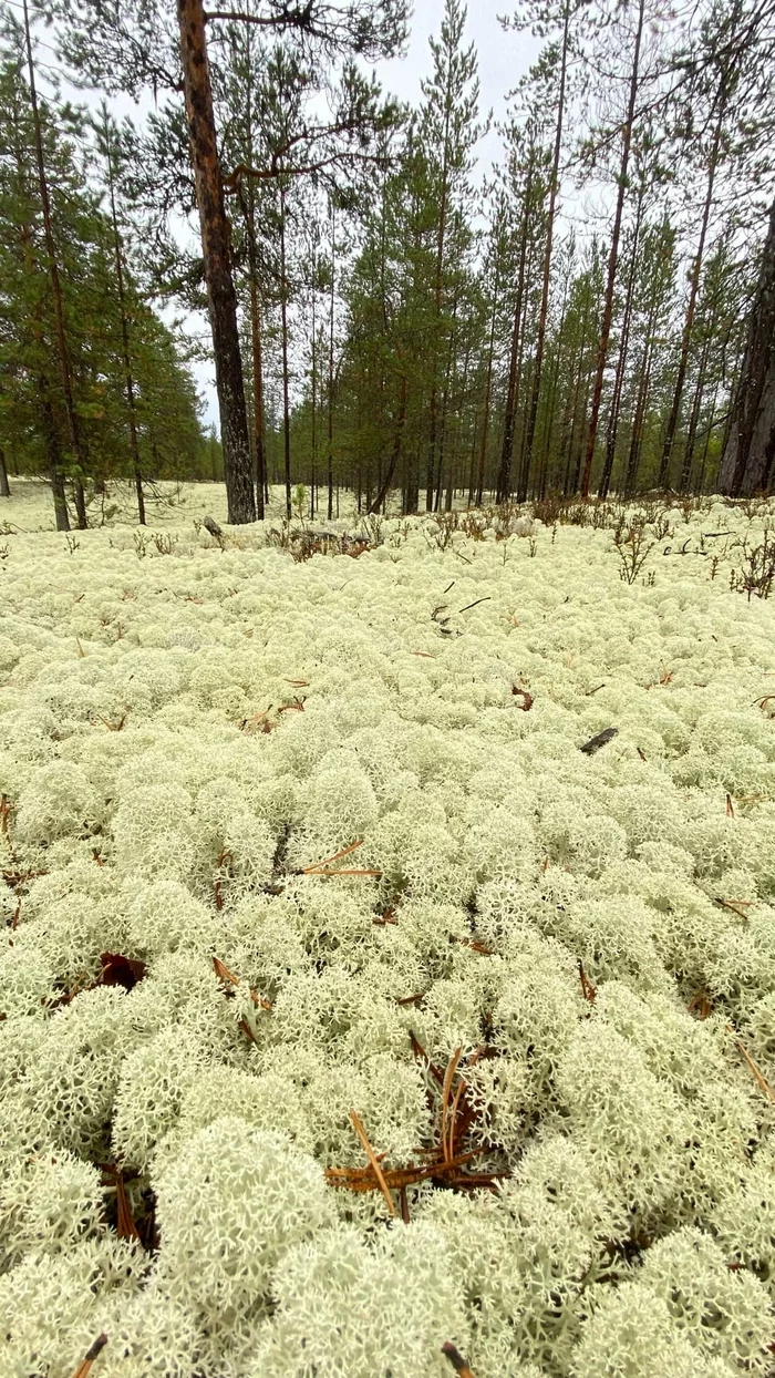 Ягель - Коми, Ягель, Природа России, Красота природы, Фотография, Лес, Путешествие по России, Природа