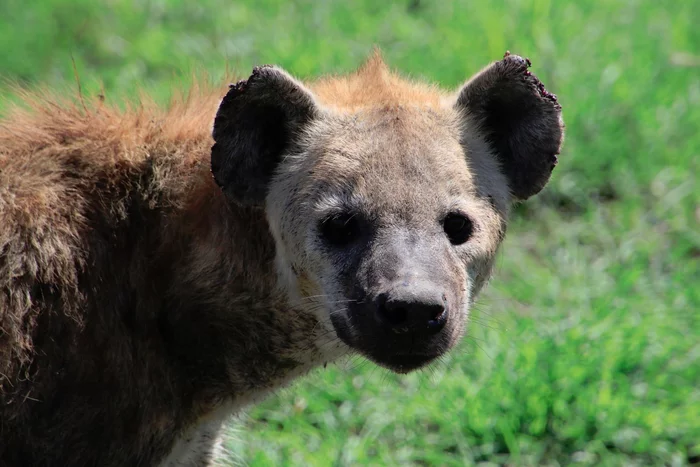 hyena eyes - My, Africa, Serengeti, Hyena, Spotted Hyena, Tanzania, The photo, National park, Wild animals
