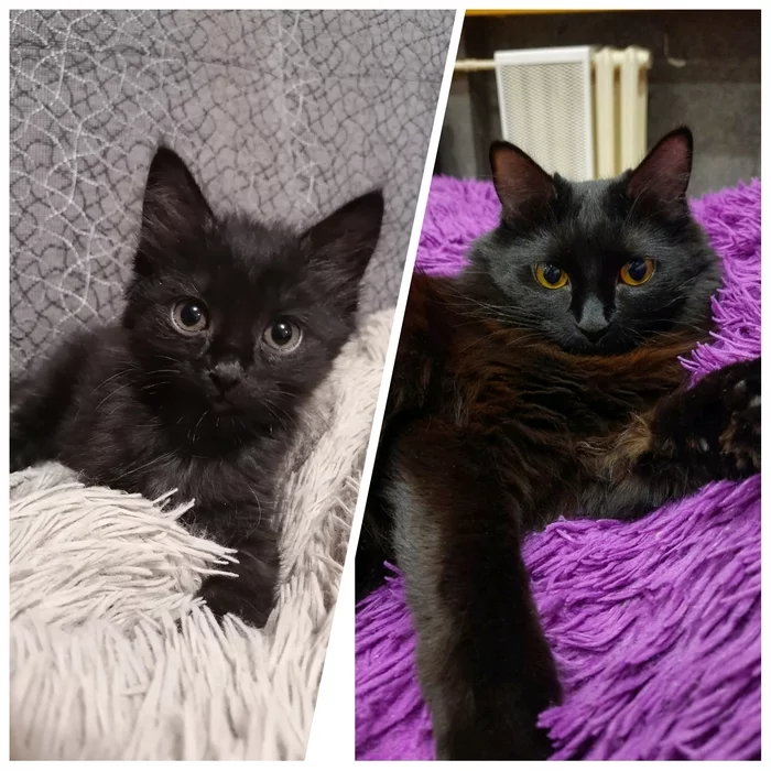 Black cat - My, cat, Siberian cat, The photo, Before and now