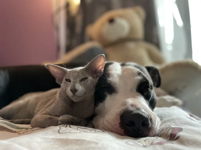 Leela and Alpha, a little bit of cuteness - My, Dog, Amstaff, Oriental cats, Milota, cat, Cats and dogs together, Kittens, The photo