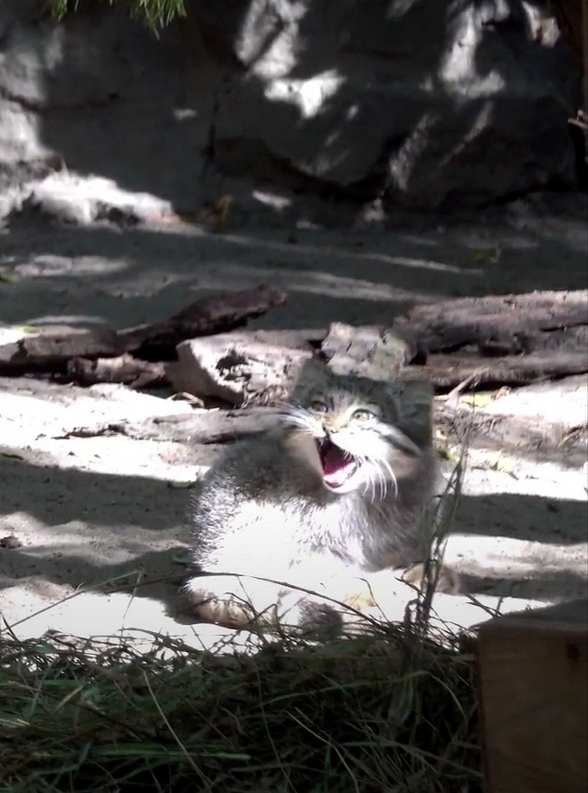 We are visiting mom Mia with kittens - Pallas' cat, Pet the cat, Small cats, Cat family, Wild animals, Novosibirsk Zoo, Fluffy, Youtube, Young, Video, Longpost, Predatory animals