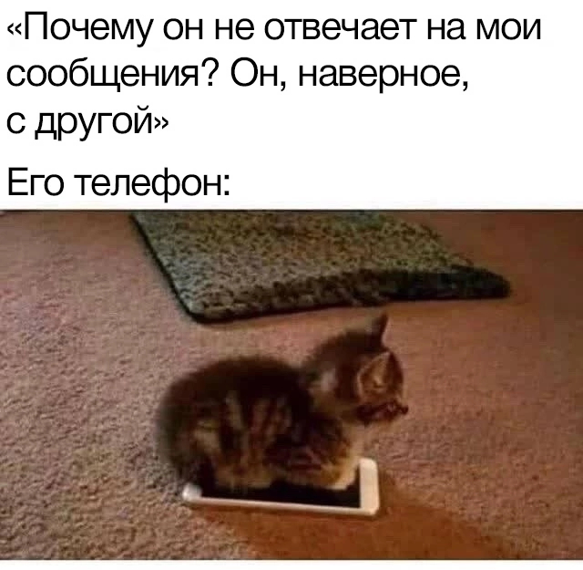Busy - Humor, Picture with text, Memes, cat, Smartphone, Not responding, Posts, Phone call
