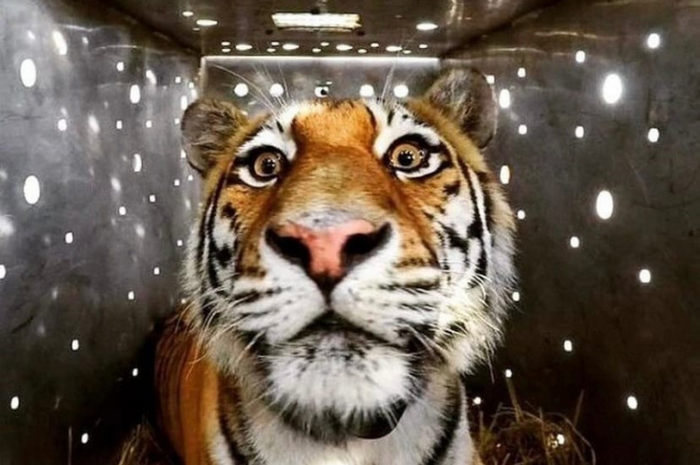 Амурская тигрица Амба ушла в Китай