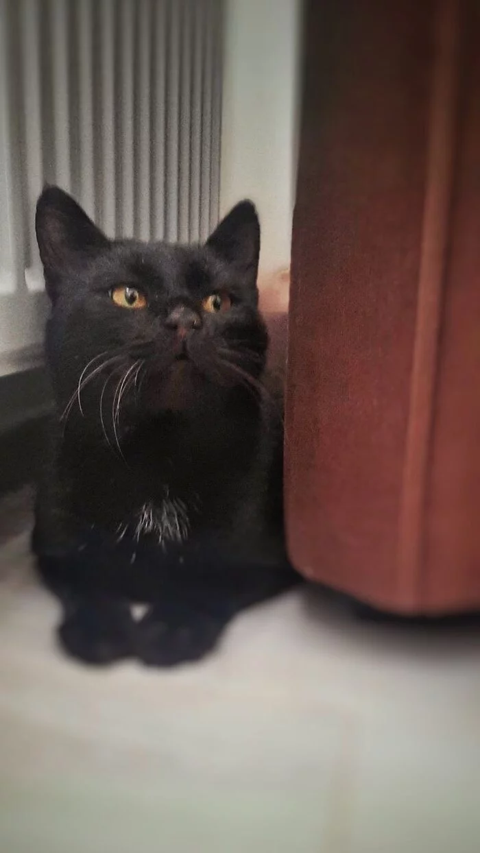 Manual affectionate panther is looking for a home in St. Petersburg - In good hands, Saint Petersburg, No rating, cat, Longpost, Helping animals